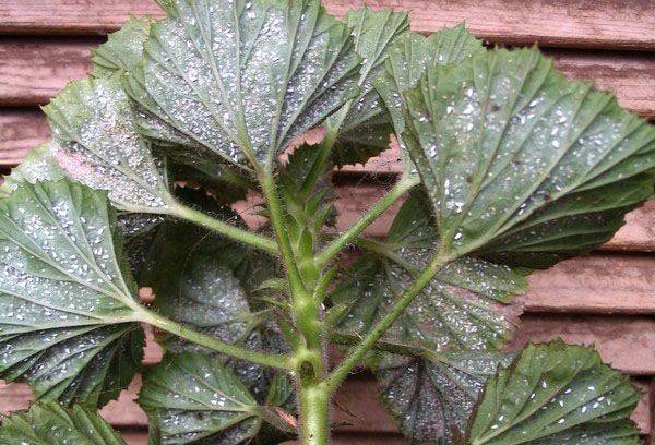 Pelargonium bolnav