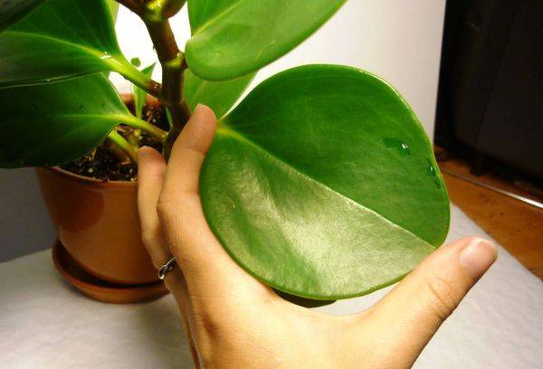 Frunza Peperomia