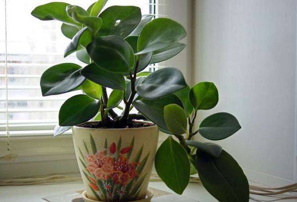 Peperomia pe pervaz