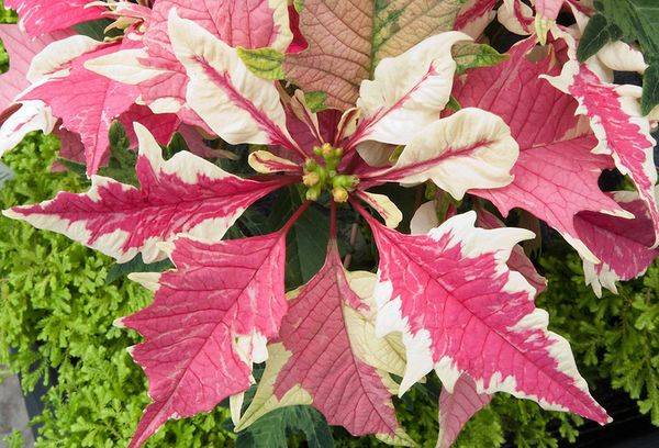 Poinsettia Strawberry and Cream