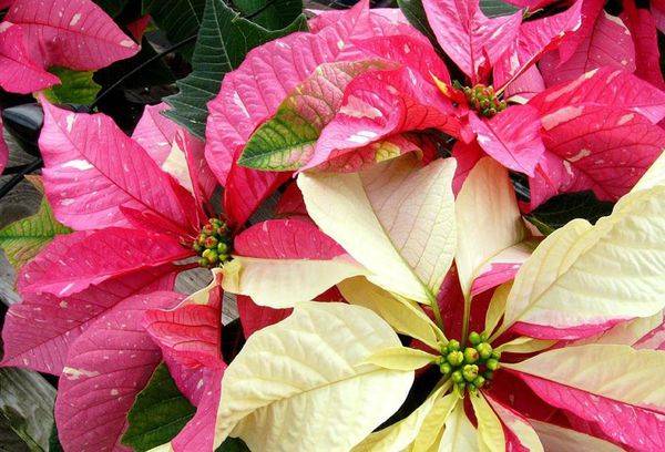 Poinsettia înflorită