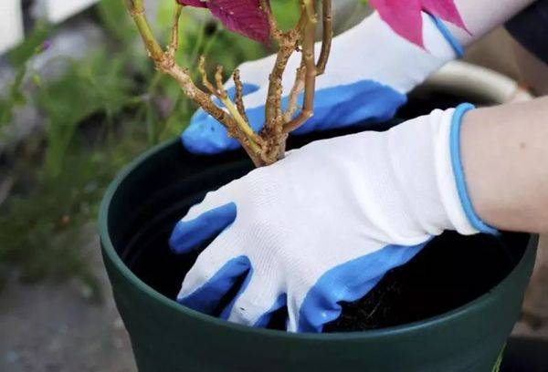 Transplant de flori