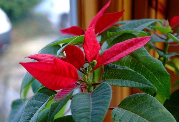 Poinsettia pe fereastră