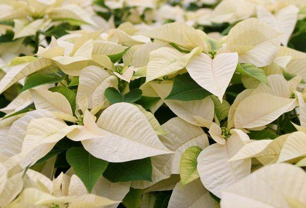Poinsettia alb