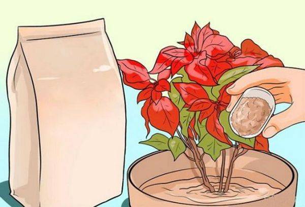 Pansament Poinsettia