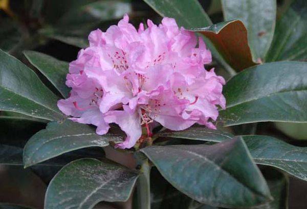 Floare de rododendron