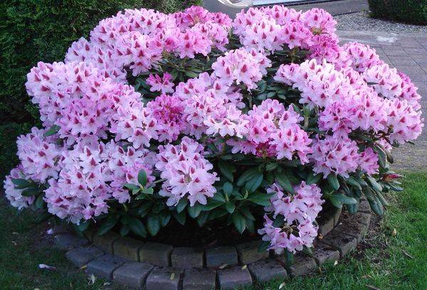 Arbusti de rododendron