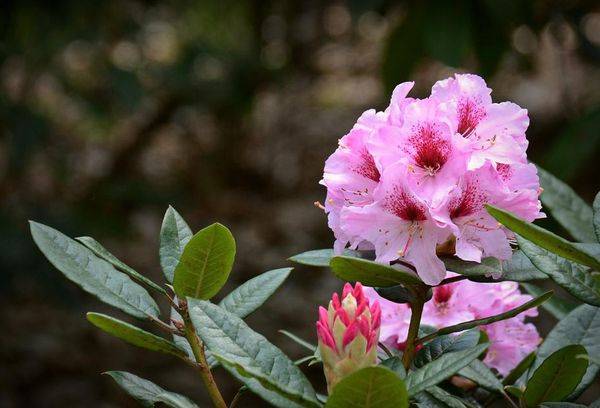Rhododendron