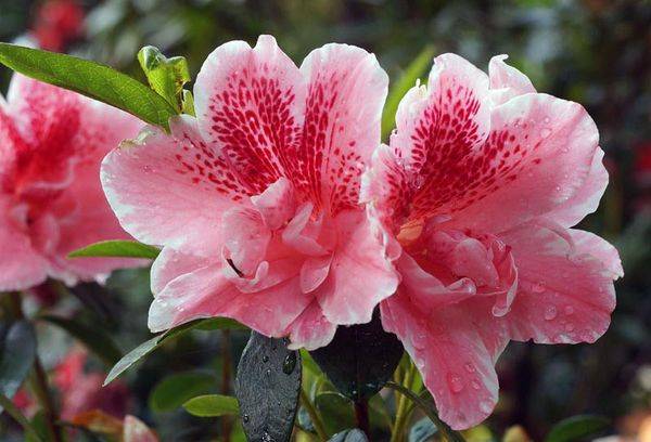 Indian Rhododendron