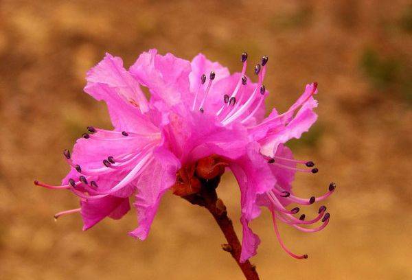 Trandafir sau Rododendron: soiuri, îngrijire, plantare, reproducere