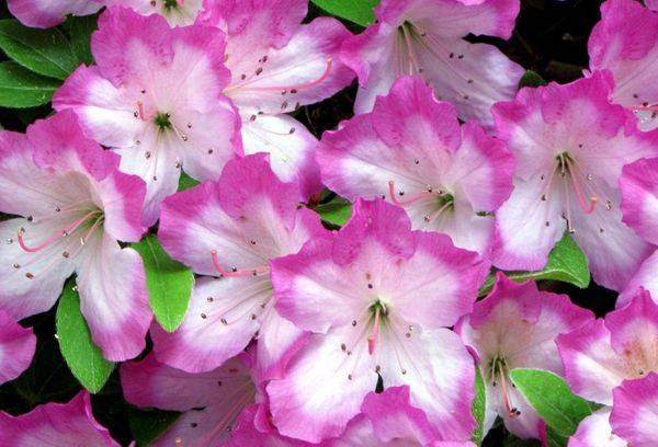 Rododendron japonez