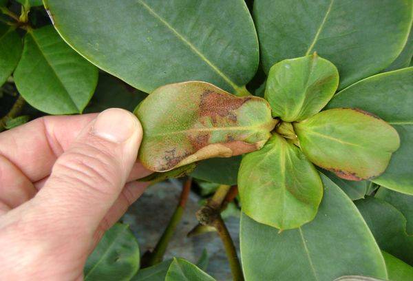 Boala Rododendron