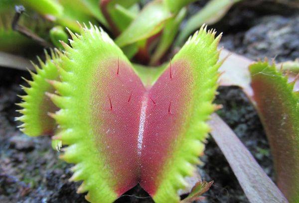 Planta cu flytrap