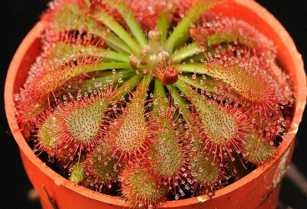 Floare de soare