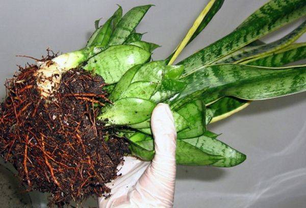 rădăcini de sansevieria