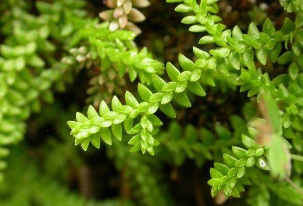 Planta erbacee