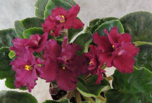 punct fierbinte violet