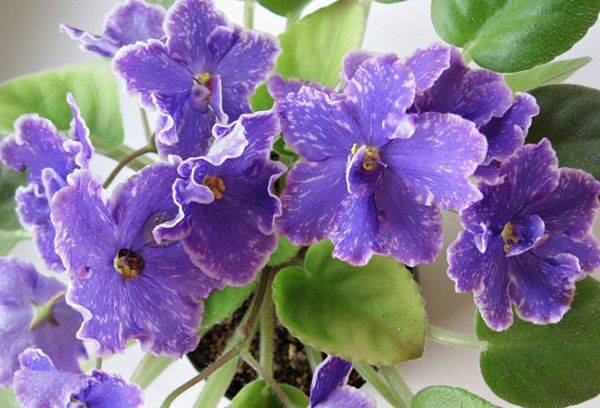 armonie perfectă violet