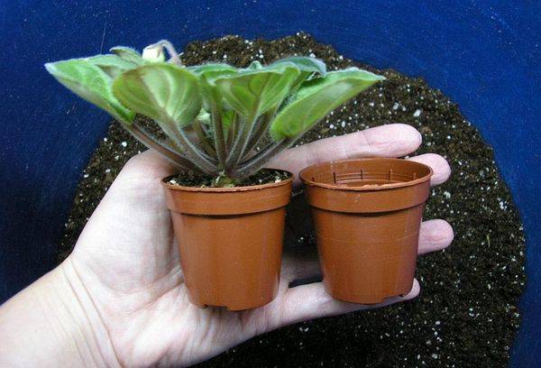 Propagarea violetelor