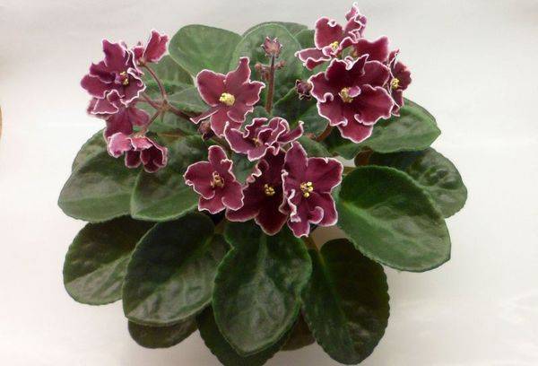 Violet groase