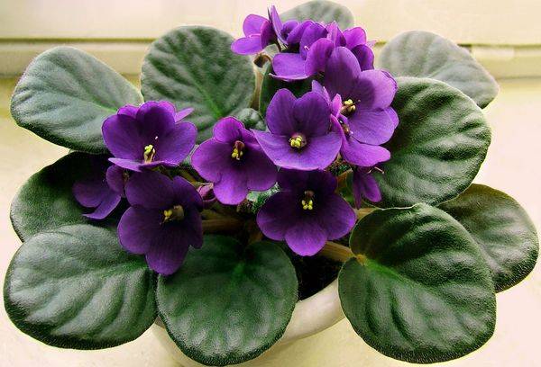 Violet Uzambar