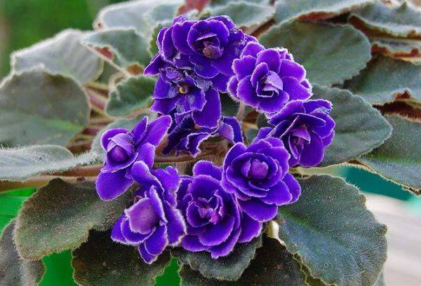 Violet african.