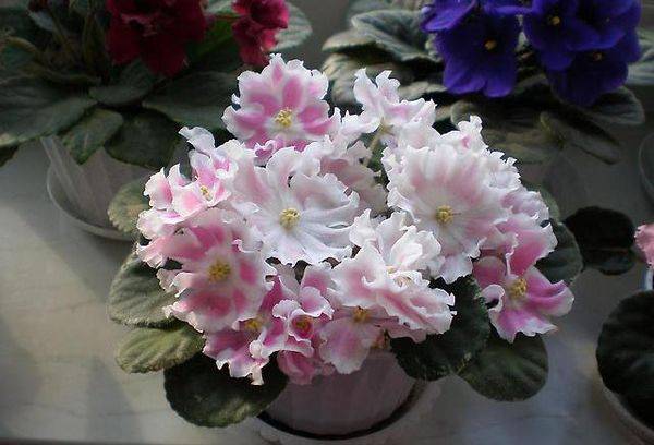 Romantica violet de argint
