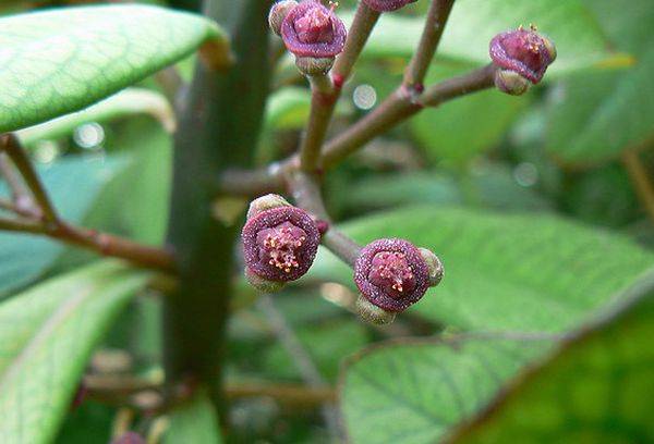 Arbore al iubirii