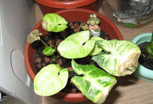 Frunzele de Syngonium se usucă