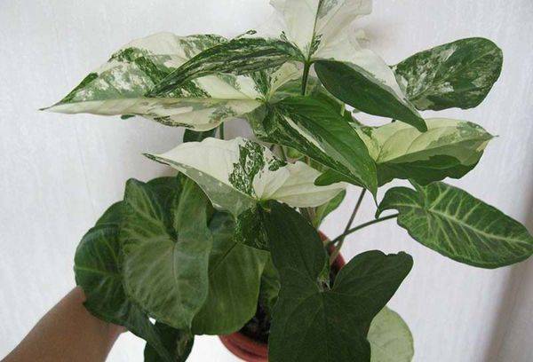 Creșterea Syngonium