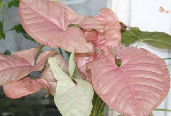 Syngonium Regina red
