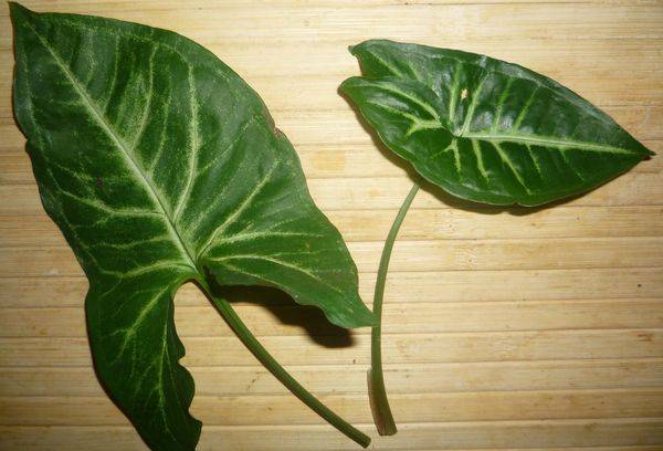Frunze de Syngonium