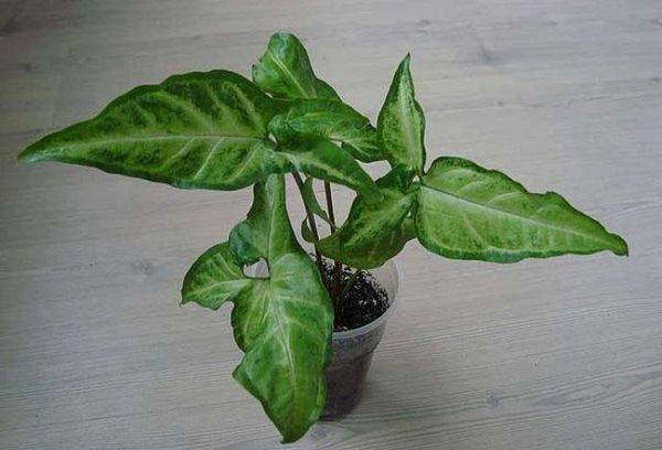 Ureche Syngonium