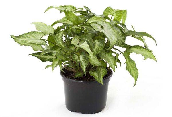 Syngonium într-un vas