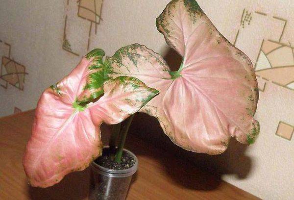 Syngonium Regina red