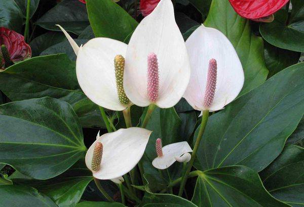 Spathiphyllum înflorire profundă