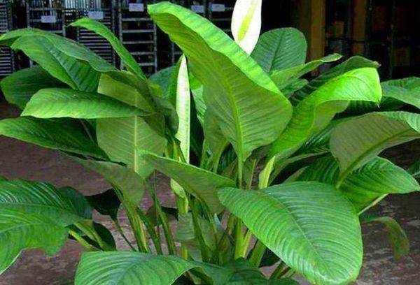 Spathiphyllum heliconios