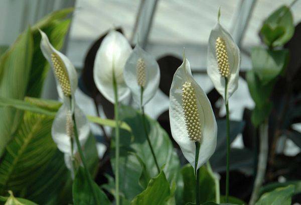 Spathiphyllum adorabil