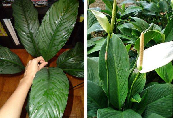 Spathiphyllum în formă de lingură