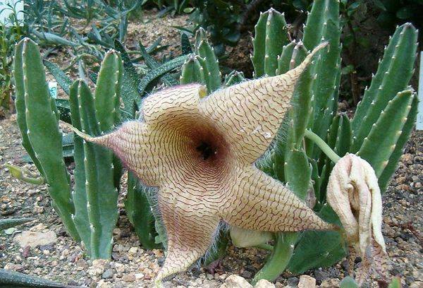 Stapelia uriașă