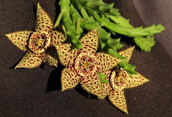Stapelia motley