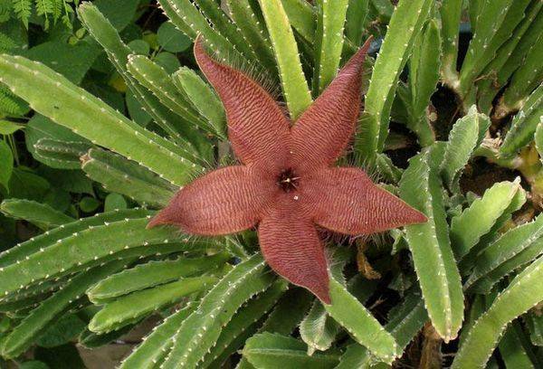 Înflorirea Stapelia