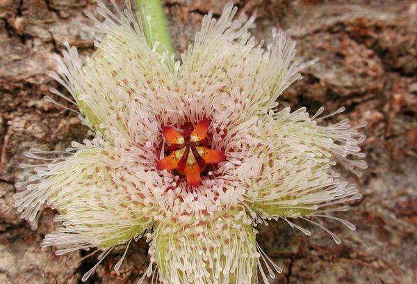 Stapelia ferrugină