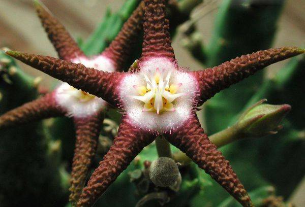 Stapelia ferrugină