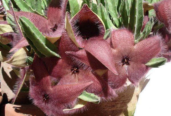 Grandiflora stapelia (cu flori mari)
