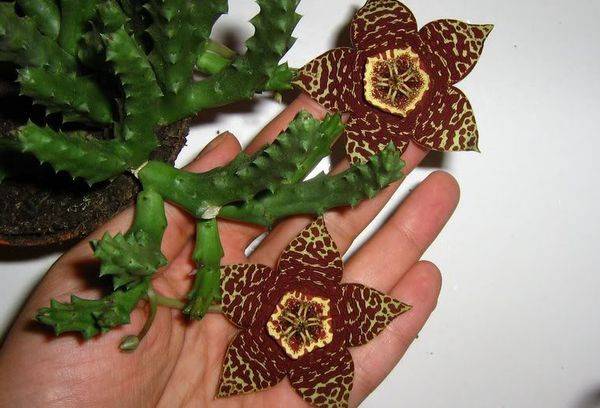 Flori Stapelia