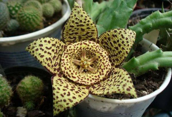 Stapelia motley