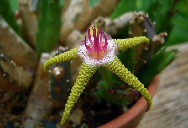 Stapelia purpuriu auriu