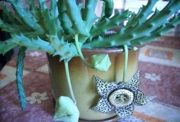 Stapelia înflorește