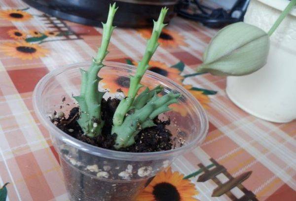 Propagarea stapeliei prin butași
